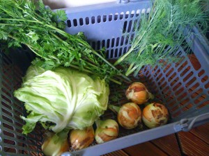 バーベキュー用の野菜を収穫