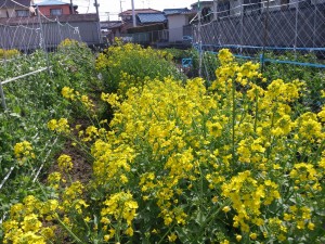 チンゲンサイの菜の花